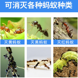 Kunning King Ant-медицина в домашнем помещении