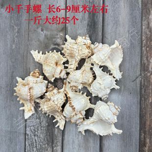 Natural Conch Shell Sell Wholesale Fish Tank Landscape Landscaping Gift Mediterranean Decoration Crafts Consumables by Jin