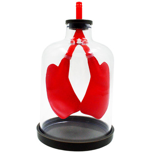 Lung breathing model diaphragm movement simulation demonstrator lung working principle atmospheric pressure biological teaching aids