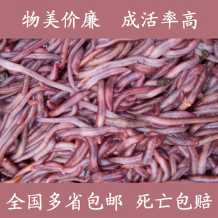 Large earthworm fishing boxed earthworm bait crucian carp nesting wild fishing bait bulk fresh soft bait free shipping