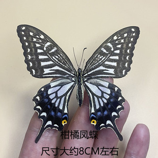 True Butterfly Specimen Wing Various Original Butterflies Mixed Butterflies Green Belt Cuifeng Butterfly Elegant Grey Butterfly Insect Beetle Kindergarten Teaching