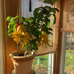 Bergamot Sapling Potted Plant with Fruit Jinhua Bergamot Bonsai Edible Plant Balcony Courtyard Florals and Green Plants Easy to Grow