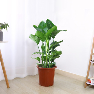 Bird of Paradise Indoor Potted Plant, Large Living Room Green Plant, Flower, Large Leaf Plant, Office Easy to Feed All Year Round Strelitzia Reginae