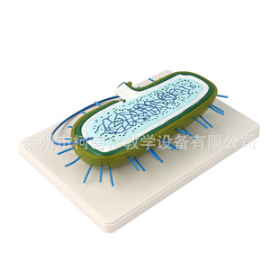 Bacterial model nuclear model chromosome model biological teaching model