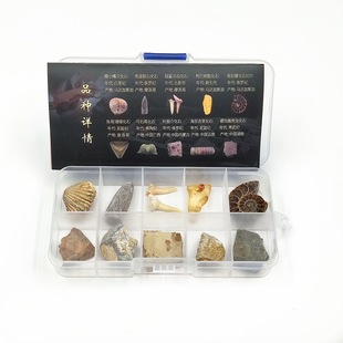 Paleontological fossil specimen box trilobite wolf fin fish fossil amber stone children's geological science teaching specimen