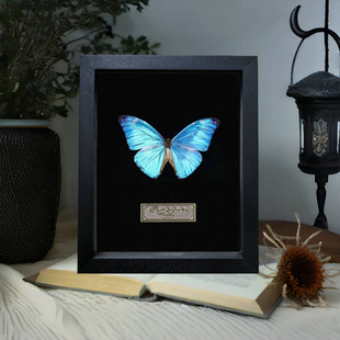 Light Luxury Wooden Glass Hollow Three-Dimensional Specimen Black Photo Frame Butterfly Shell Handmade Decoration Table Display Frame
