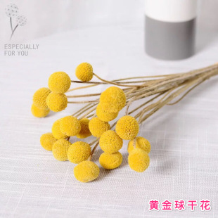 Preserved Gold Ball ins Scandinavian Style Natural Real Flower Dried Flower Bouquet Home Decoration Dragon Boat Festival Handmade diy Flower Arrangement
