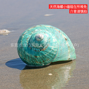 Green Rong snail natural shell large conch hermit crab replacement shell fish tank landscaping decoration collection specimen ornaments wholesale