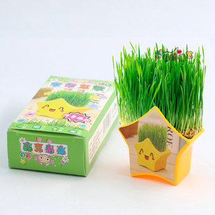 Star Expression Creative Grass Doll Green Plant Indoor Potted Plant Kindergarten Handmade Christmas Gift