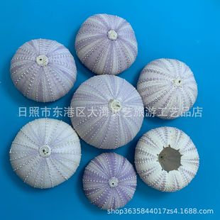 Natural sea urchin shell air pineapple potted home floor decoration photography specimen collection DIY crafts wholesale
