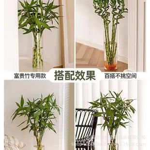 Cross-border Hydroponic Vase High Borosilicate Glass Hydroponic Plant Landscape Bottle Round Straight Glass Vase Small Fish Tank