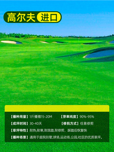 Lawn Grass Seeds, Evergreen Slope Protection, Bermudagrass, Courtyard Carpet Grass Seeds, Greening Manila Rye Turf