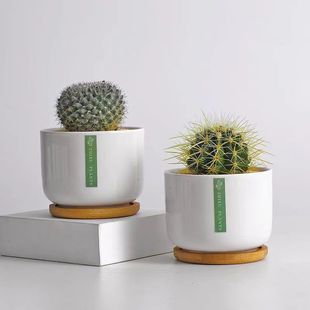 Cactus Potted Indoor Florals Cactus Computer Desktop Green Plants Small Potted Cute Succulent Plant Bonsai