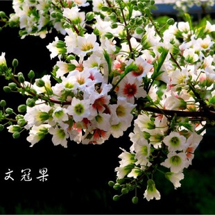 Недавно собранные семена лесных деревьев Xanthoceras sorbifolia семена Xanthoceras sorbifolia Государственная служба фруктовая почва масло папайи сжимаемые виды уличных деревьев