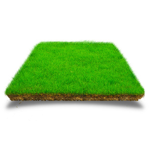 Wholesale Perennial Ryegrass Seeds, Alfalfa Pasture Grass Seeds, Cattle and Sheep Feed, High-Yielding Grass Seeds in All Seasons