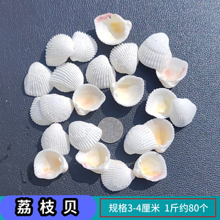 Natural conch shells by catty wholesale source origin fish tank landscaping crafts supplies 1-10cm scallop