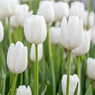Tulip Bulbs Large Balls Soil Culture Hydroponic Flower Seeds Cold-Resistant Florals Winter Potted Seedlings Tulip Seeds Flower Balls