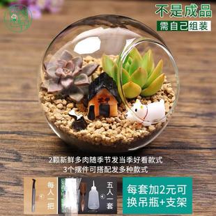 Succulent Micro-Landscape DIY Material Package Moss Desktop Mini Plant Potted Handmade Holiday Gift Set