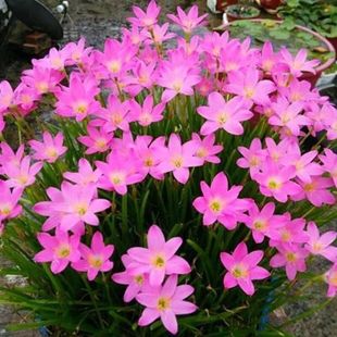 Fengyu orchid ball onion orchid leek orchid seedling lycoris radiata courtyard four seasons flowers green plants flower bed potted seeds wholesale