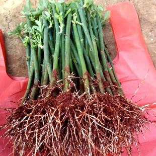 Dropshipping Wall Micro-Flower Saplings Suitable for Courtyard Planting Florals Climbing Vines Extra Large Florals and Weibai Flower Saplings Flowering Period