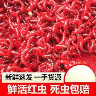 Fresh red worm live bait extra large male feeding bait bait fishing earthworm Tianjin crucian carp wild fishing bait