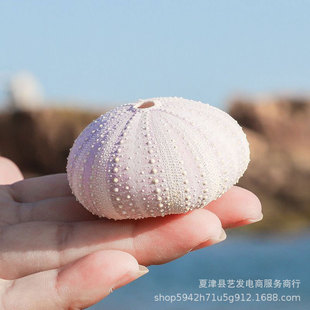 Factory wholesale natural shell conch crafts series a variety of multi-size sea urchin shell creative home decorations