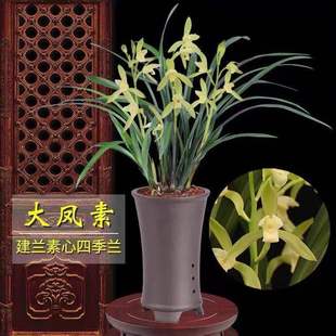 Jianlan Dafengsu Fragrance Orchid Seedlings, Florals and Green Plants Potted Plants for Novices to Easily Survive Indoor Strong Fragrance for All Seasons