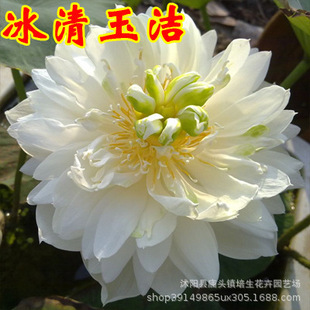 Lotus Seed Aquatic Bowl Lotus Seed Hydroponic Plant All Year Round Easy to Live Lotus Root Indoor Potted Green Plant Flower Water Lily