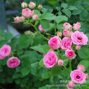 Climbing Rose Seedlings, Strong-Scented Large Florals, Four-Season Wall-Climbing Courtyard Florals, Potted Florals