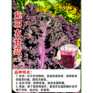 Edible Purple Kale Seedlings, Large Seedlings, Potted Green Kale Seeds, Raincoat with Soil, Autumn and Winter Vegetable Seedlings