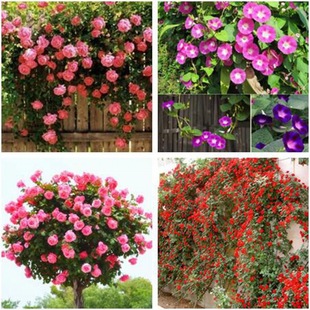 Climbing Vines, Four-Season Flowering Roses, Wisteria, Ivy, Camellias, Peonies, Mimosa, Roses, Morning Glory Seeds, Potted Plants