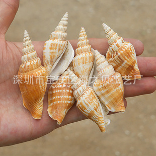 Golden Axe Snail Natural Shell Conch Creative DIY Home Decorations Collection Ornaments Fish Tank Landscape Factory Wholesale