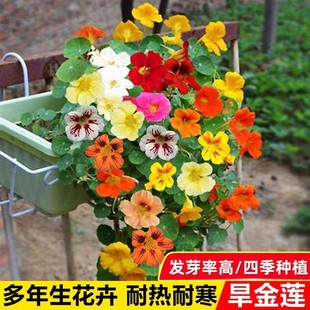 Flower Seeds, All Year Round Seeds Wholesale, Baby's Breath, Sunflower, Cosmos, Zinnia, Sunflower, Daisy, Mint