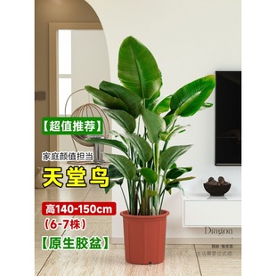 Sanwei Kwai Large Green Plant Potted Indoor Living Room Office Formaldehyde Removal Bird of Paradise All Year Round Evergreen Phoenix Tail Bamboo