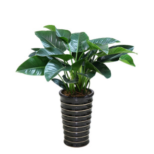 Red Diamond, Gold Diamond, Large-Leaf Potted Green Plants and Florals, Floor-Standing Home Large Florals, Evergreen and Easy to Grow Indoor Plants All Year Round