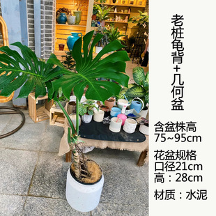 Monstera Large Indoor Old Pile Can Be Hydroponic Plant Potted Tropical Easy to Grow Living Room Formaldehyde-Absorbing Large-Leaf Green Plant