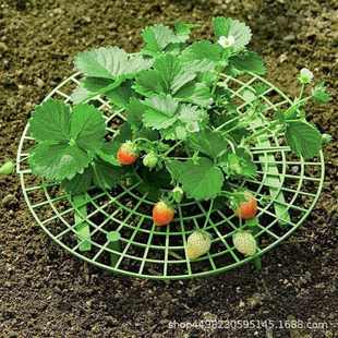 Strawberry Bracket Garden Plant Planting Rack Gardening Tools Cultivation Support Rack Balcony Potted Plant Green Plant Climbing Rack