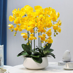 Phalaenopsis Orchid Seedlings with Flower Swords and Buds Potted Orchid Seedlings Living Room Indoor Plants Florals Easy to Maintain in All Seasons