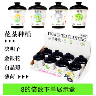 Scented Tea Planting Potted Cassia Seed Honeysuckle Mint White Crystal Chrysanthemum Students and Teenagers Easily Plant Desktop Potted Plants