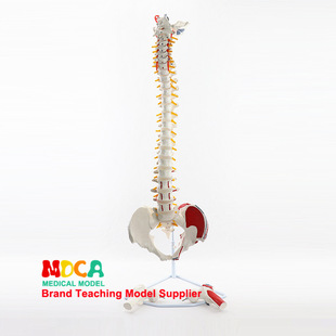 Human body simulation 1:1 female pelvic organ model with five lumbar spine spine pelvic medicine teaching