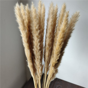 Ins Dried Flower Reed Wedding Decoration Internet Celebrity Small Reed Home Decoration Pampas Grass Puff Flower