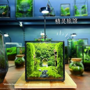 Office Decompression Desktop Green Plant Moss Micro Landscape Ecological Bottle Interior Decoration Living Room