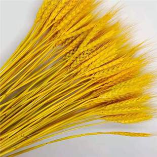 Natural Wheat Ear Dried Flowers bouquet Opening Barley Pastoral Decoration Gift Shooting Props Dried Flowers Real Flowers Wheat