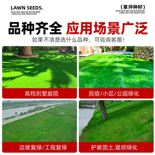 Dog Tooth Root Grass Seeds, Shelled and Shelled Grass Seeds, Evergreen, Drought-Resistant and Cold-Resistant, Greening, Slope Protection and Soil-Fixing Grass Seeds for All Seasons
