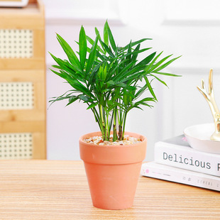 Podocarpus Potted Plant Jiulixiang with Potted Plant Good Fortune Tree Foliage Small Green Plant Spider Orchid Pocket Coconut Brown Bamboo