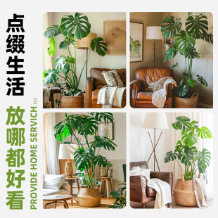 Monstera Large Potted Hydroponic Large-Leaf Plant Old Stump Living Room Large Green Plant Flower Office Open-Back