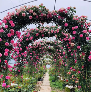 Dropshipping Vine Rose Flower Seedlings Climbing Rose Multi-Season Blooming European Moon Rose Fragrance Garden Plant Flowers