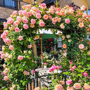Rose Flower Seeds Outdoor Sowing Flower Seeds Wall Climbing Plants Four-Season Blooming Florals Courtyard Climbing Vine Rose Flower Seeds