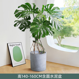 Monstera Old Pile Large-Shaped Potted Indoor Living Room Plant Is Easy to Grow in All Seasons. Fairy Cave Large Leaves Absorb Formaldehyde Green Plants