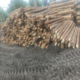 Larch log river flood control piling wood fir pile river revetment in stock pine fir 6 m piling wood